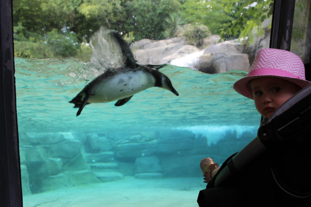 zoo mcd penguin